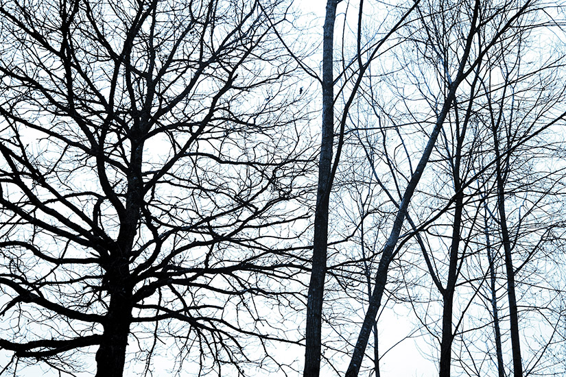 Papier peint Forêt Bleue